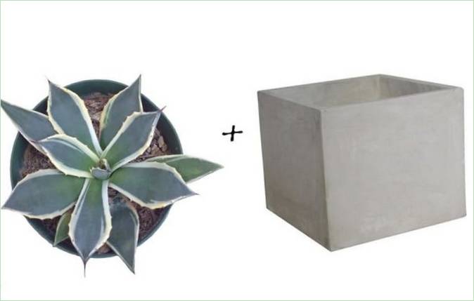 Idées de jardin : Agave + pot carré en béton de Target