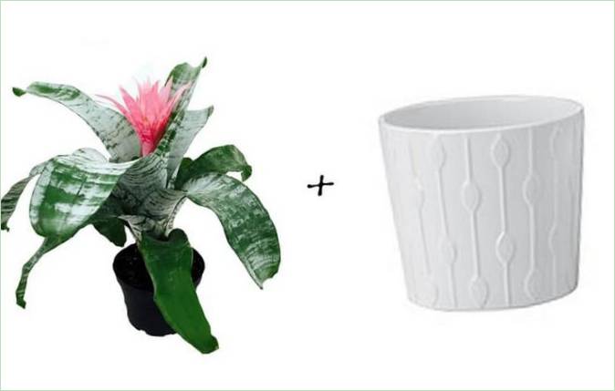 Idées de jardin : Bromélia + pot blanc à motifs d'Ikea