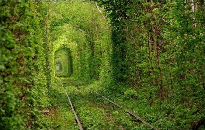 Tunnel de branches d'arbres