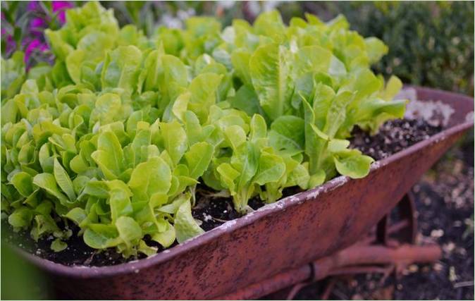 Que faire dans le jardin au printemps ? Une vieille brouette peut être le récipient parfait pour des plantes