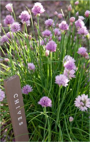 Qu'y a-t-il dans le jardin pour le printemps ? Étiquetage de vos plantes